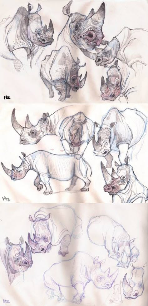 Rhino Anatomy, Rhino Illustration, Logo Surf, Nature Sketches, Rhino Art, Duck Drawing, Animal Caricature, Animal Illustration Art, Nature Sketch