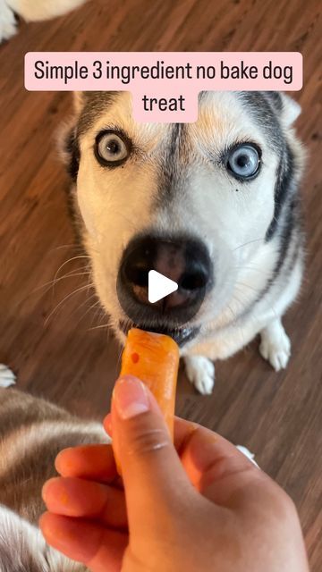 Freya 🐾 on Instagram: "I  have a simple no bake dog treat recipe. Minimal dishes and easy to make

Ingredients:
 -1/2 cup (125 mL) of pumpkin purée (best choice is the ingredients only containing pumpkin) 
 -1/2 (125 mL) plain Greek yogurt ( make sure it’s  xylitol-free) I used the Member’s Mark Plain Nonfat Greek Yogurt. 
 -1/4 cups (60mL) of water

 -Mix all the ingredients 
 -place in the freezer for 3-5hrs 

You can also place this on a licking mat and freeze it. I give these to my dogs during the summer days as a cold treat instead of a cookie. They absolutely love them. We go through the trays quite quickly. I am not sure how long they last for. I would say a week? It is frozen so maybe longer. That I am not sure about. 

Lastly, I am not a vet please ask your vet about your dogs di No Bake Dog Treats, Dog Treat Recipe, Nonfat Greek Yogurt, Cold Treats, A Vet, Dog Treat Recipes, Dog Treat, Homemade Treats, Plain Greek Yogurt