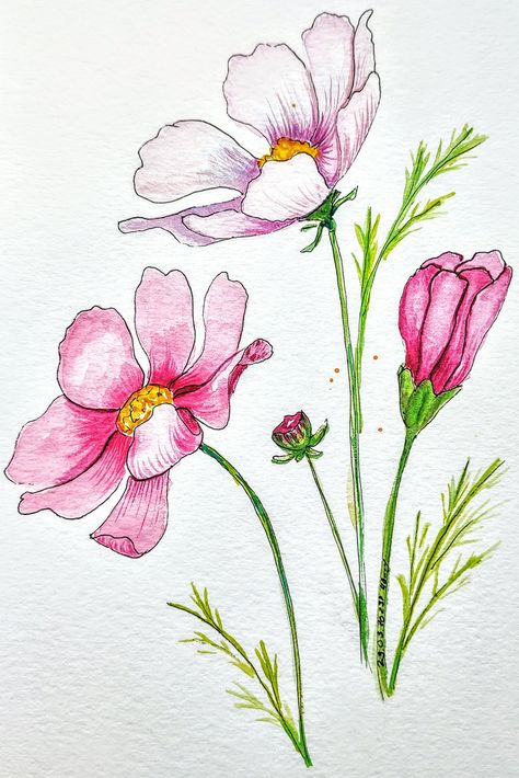 Cosmos Flower Botanical Illustration, How To Draw Cosmos Flower Step By Step, Cosmos Flowers Watercolor, Cosmos Flower Sketch, Cosmos Drawing Flower, Watercolor Cosmos Flower, Cosmo Drawing, Cosmos Flowers Drawing, Cosmos Drawing