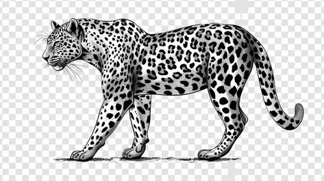 Full Color Image in ai-img-gen.com 🔸 vintage line art leopard , flat vector, white background, coloring book page style on transparent ba... 🔸 From Midjourney AI Image Leopard Vector, Leopard Walking, Vintage Line Art, White Illustration, Cat 2, Flat Vector, Black And White Illustration, Leopards, Coloring Book Pages