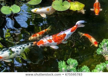 Colorful decorative fish float in an artificial pond, view from above Artificial Pond, Koi Fish Care, Beautiful Fishes, Butterfly Koi, Common Carp, Kolam Koi, Ikan Air Tawar, Outdoor Ponds, Fish Feed