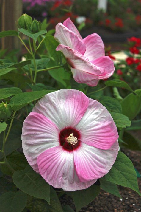 Hardy, Dramatic Hibiscus | A plant pro reveals his top 5 picks. Hibiscus Bush, Curb Appeal Garden, Growing Hibiscus, Citronella Plant, Hibiscus Tree, Hardy Hibiscus, Mallow Flower, Flowers Gif, Hybrid Tea Roses