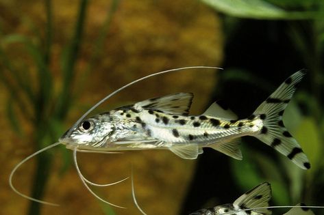 The Pictus Catfish, or Pimelodus pictus, is a unique, spotted freshwater fish known for its long barbels, often referred to as "whiskers." This lively and beautiful species is a popular choice among aquarium enthusiasts. Ideal for spacious tanks with medium to large, peaceful fish species, the Pictus Catfish adds a touch of elegance to any aquatic setup. Its energetic nature and striking appearance make it a sought-after addition to home aquariums. Pictus Catfish, Community Tanks, Brine Shrimp, Different Fish, Fish Species, Home Aquarium, Feeding Time, Planted Aquarium, Freshwater Fish