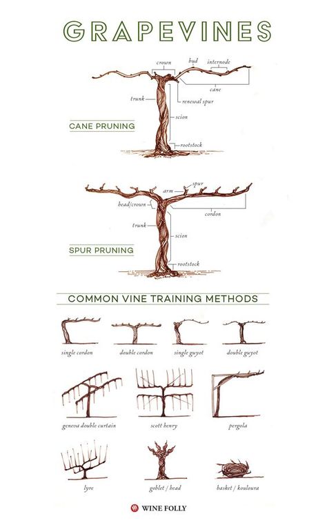 Illustrated Grape Vine Training Methods | Wine Folly Grapevine Trellis, Grape Vine Trellis, Grapevine Growing, Training Vines, Grape Trellis, Grape Arbor, Vine Trellis, Wine Folly, Garden Vines