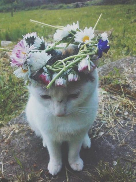 Soft Grunge, The Grass, Crazy Cat, Kitty Cats, 귀여운 동물, Crazy Cat Lady, Animals Friends, White Cat, Cuteness Overload