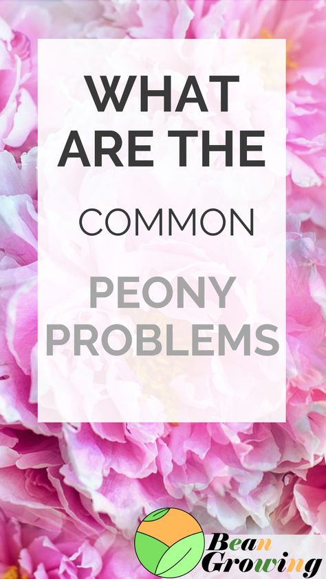 Other common problems your peony can face is lack of adequate light, pruned too early, roots are too entrenched, overfed, wrong temperature Peony Root, Patio Inspiration, Plant Problems, Replant, Propagating Plants, Healthy Plants, Outdoor Plants, The Common, Pest Control