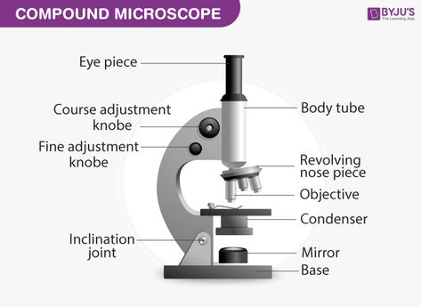 Compound Microscope Microscope Drawing, Compound Microscope, Microscope Parts, Optical Microscope, Body Tube, Blood Test Results, Concave Mirrors, Valentines Wallpaper Iphone, Nurse Study Notes