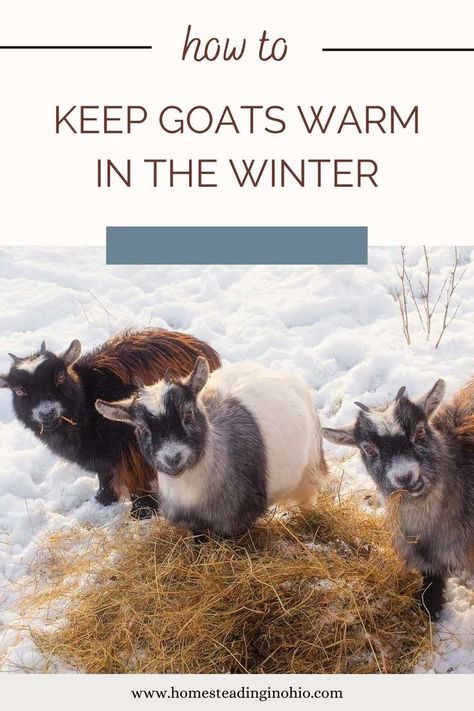 How to keep goats warm in winter. Can goats live outside in the winter? Learn how to make a goat shelter for winter and what to feed goats in winter. Lean how to keep goats warm without electricity and how to keep goats warm in freezing weather. Do goats need heat in the winter? Learn about keeping goats in the winter. Winter Backyard, Backyard Goats, Nigerian Goats, Farmer Baby, Keeping Goats, Goat Shed, Goat Shelter, Goat House, Raising Farm Animals