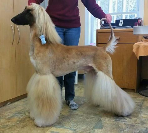 Afghan Grooming Ideas, Dog Grooming Styles, Afghan Hounds, Sight Hounds, Creative Grooming, Rare Dog Breeds, Dog Grooming Salons, Rare Dogs, Dog Haircuts