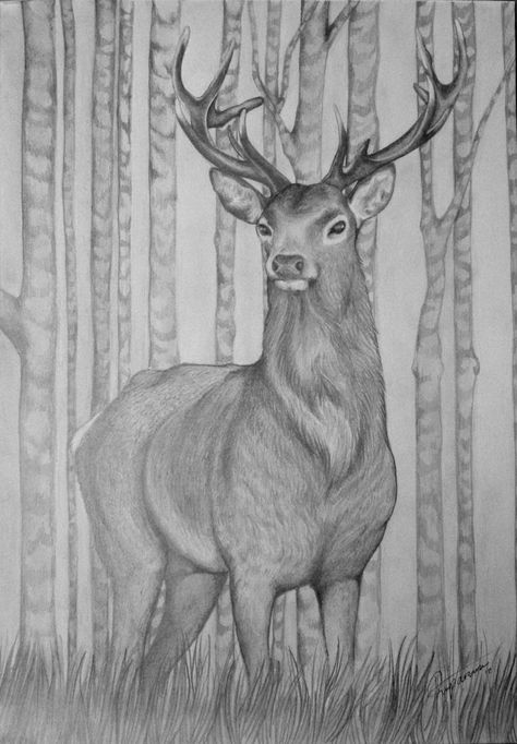 pencil drawn stag Stag Drawing, Elk Drawing, Row Of Trees, Deer Sketch, Bald Eagle Art, Artist Reference, Deer Artwork, Landscape Pencil Drawings, Deer Drawing