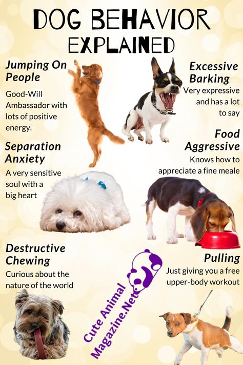 Dog Behavior Explained, Dog Behavior Meaning, Worlds Cutest Animals, Games For Dogs, Brain Games For Dogs, Puppy Checklist, Train Dog, Dog Training Ideas, Bored Dog