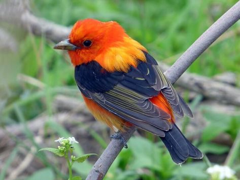 Similar Species to Scarlet Tanager, All About Birds, Cornell Lab of Ornithology King Vulture, Bird Study, Mountain Bluebird, Birds In Nature, Scarlet Tanager, Petit Tattoo, Bird Box, Dark Wings, Types Of Birds