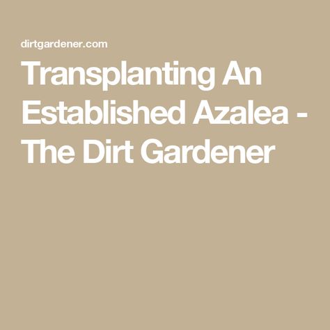 Transplanting An Established Azalea - The Dirt Gardener Pruning Saw, Root Growth, Harvest Time, Replant, Circular Pattern, Organic Matter, Container Plants