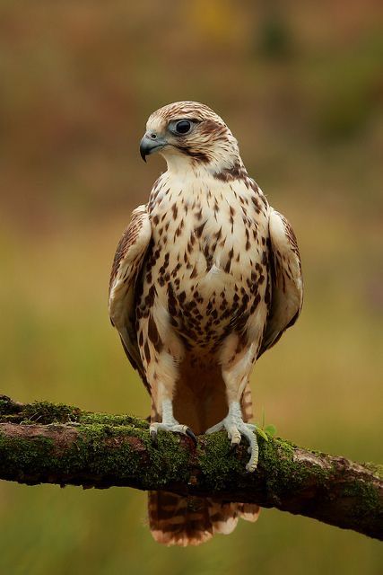 Saker Falcon, Raptor Bird Of Prey, Wind Dancer, Raptors Bird, All Birds, Exotic Birds, Colorful Birds, Birds Of Prey, Bird Photography