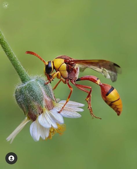 African Animals Photography, Macro Fotografia, Alcohol Pictures, Beetle Art, Inktober 2024, Cool Insects, Bee Pictures, Insect Photography, Beautiful Bugs