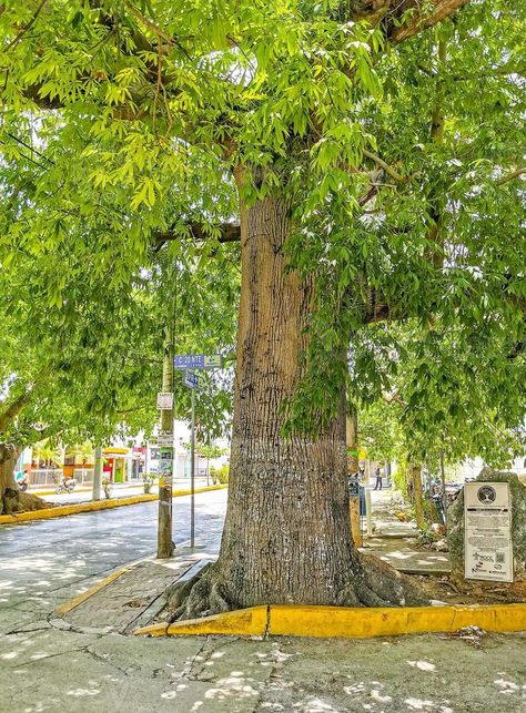 enorme y hermoso árbol de ceiba ceiba con picos en méxico. La Ceiba