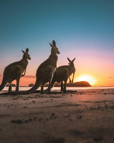 Cape Hillsborough Cape Hillsborough, Clean Photos, Fav Animal, Kangaroo Island, Miles To Go, Australian Wildlife, Super Cute Animals, Australian Animals, Australia Travel