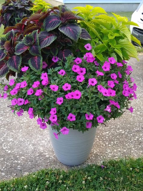 Supertunia Vista Jazzberry, Summer Planters, Pot Tanaman, Summer Planter, Purple Plants, Pot Ideas, Proven Winners, Outdoor Planter, Front Porch Decorating