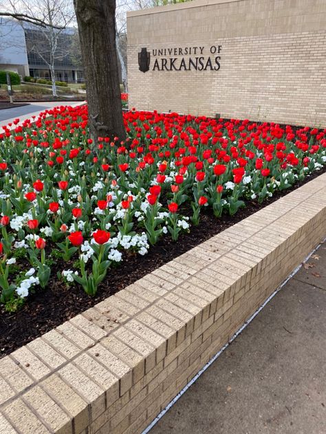 University Of Arkansas Aesthetic, Arkansas Aesthetic, Arkansas University, College Ideas, Arkansas State University, Arkansas State, Dream College, Winter 23, College Work