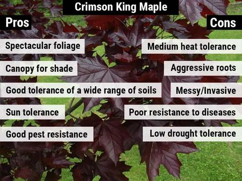 Crimson King Maple Pros And Cons – World of Garden Plants Crimson Maple Tree, Crimson King Maple Tree, The Crimson King, Acer Platanoides, Crimson King, Popular Plants, Decorative Trees, King Crimson, Maple Tree