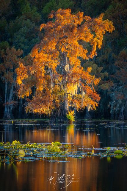 Fall Colors in the swamp | The third day of cypress swamp wo… | Flickr Tree Bathing, Cypress Swamp, Breathtaking Nature, Nd Filter, Cypress Trees, Composition Photography, Colorful Trees, Photo Tree, Nature Photographs