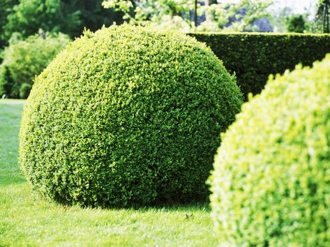 29 Best Shrubs for Shade Gardens Full Shade Shrubs, Best Shrubs For Shade, Rose Companion Plants, Shade Landscaping, Shade Shrubs, Pergola Lighting, Small Shrubs, Garden Shrubs, Moon Garden