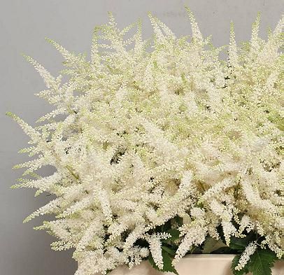 Astilbe Washington white Astilbe Wedding, Astilbe Bouquet, White Astilbe, Flower Inspiration, Wedding Flower Inspiration, June 15, Wedding Flower, Boutonniere, Wedding Flowers