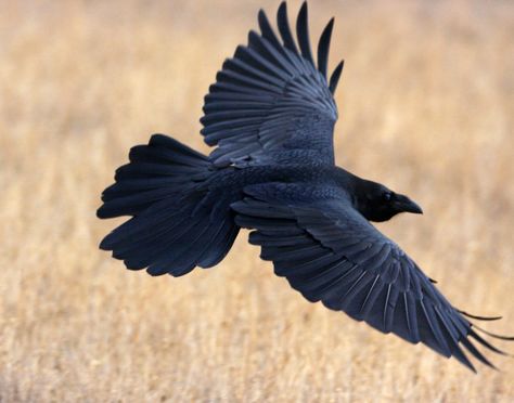 Raven Flying Raven Tail, Crow Tattoos, Raven Flying, Flying Raven, Raven Pictures, Crow Flying, Dark Photo, Caw Caw, Raven Bird