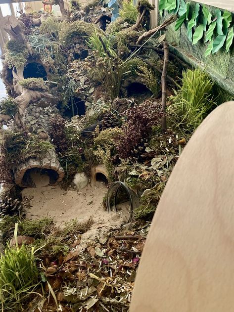 Mouse Set Up, Natural Hamster Enclosure, Hamster Set Up Ideas, Natural Hamster Habitat, Hamster Cage Ideas, Hamster Enclosure, Gerbil Cages, Mouse Cage, Moss Grass