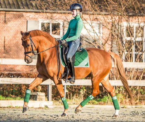 Chestnut Horse Tack, Chestnut Horse Tack Colors, Horse Tack Colors, Sorrel Horse, Horse Outfits, Dressage Fashion, Chestnut Horses, Horse Coat Colors, Riding Clothes