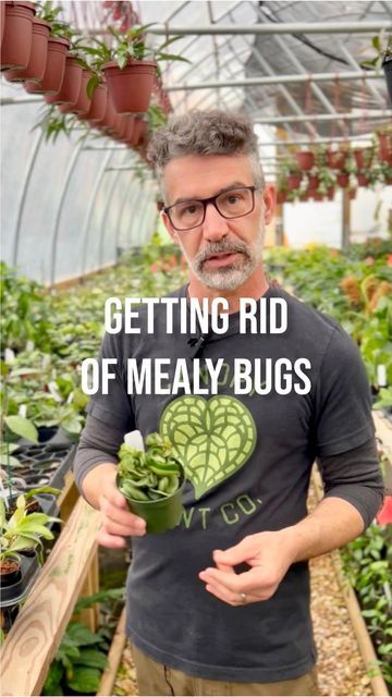 Canopy Plant Co. on Instagram: "Mealy Bugs are a common plant pest. Especially for Hoyas. Here’s what we suggest to get rid of them. #plantpests #mealybugs #hoyacompacta #hoya #plants #plantlover #plantas" Mealy Bugs How To Get Rid Of, Mealy Bugs, Plant Pests, Plant Lover, House Plants, Bugs, Plants, On Instagram, Instagram