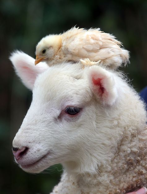 Best of Pals Hope Is The Thing With Feathers, Sheep Breeds, Cute Lamb, Cute Goats, Cute Sheep, Emily Dickinson, John Muir, Animal Sketches, Animal Heads