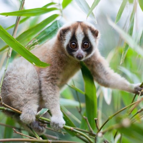 Slow Loris, Fennec Fox, Great Ape, Endangered Animals, Primates, Endangered Species, Animals Of The World, Sweet Animals, Beautiful Creatures