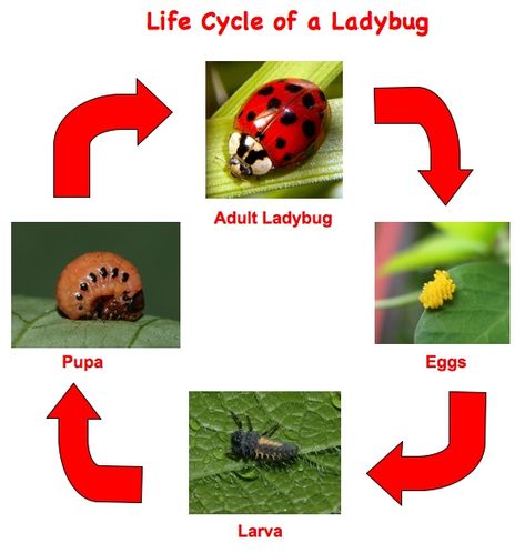 The Life Cycle of a Ladybug - ThingLink Ladybugs Preschool, Ladybug Life Cycle, Insects Preschool, Bugs Preschool, Animal Life Cycles, Ladybug Theme, Insects Theme, Ladybug Birthday, A Ladybug