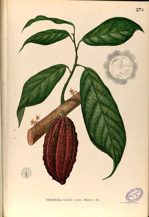 Cocoa Plant, Brazil Colors, Cacao Beans, Parts Of A Plant, Theobroma Cacao, Scientific Illustration, Botanical Drawings, Plant Illustration, Spice Blends