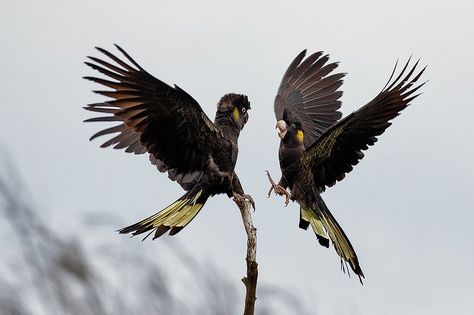 Yellow Tailed Black Cockatoo | par chrisprohm Yellow Tail Black Cockatoo Tattoo, Yellow Tailed Black Cockatoo, Drawing Resources, Majestic Birds, Black Cockatoo, Painting References, 2024 Ideas, Australian Animals, Back Pieces