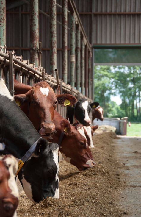 Farm Life Aesthetic, Aesthetic Farm, Cow Cute, Dutch Farms, Cow Photography, Cow Print Wallpaper, Dairy Cattle, Cow Farm, Farm Photography