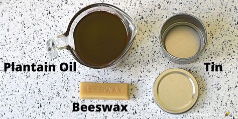 Create Your Own DIY Plantain Salve - Carolina Honeybees Homemade Healing Salve, Plantain Salve, How To Make Plantains, Healing Salve, Salve Recipes, Herbal Salves, Infused Oil, Healing Salves, Insect Bites