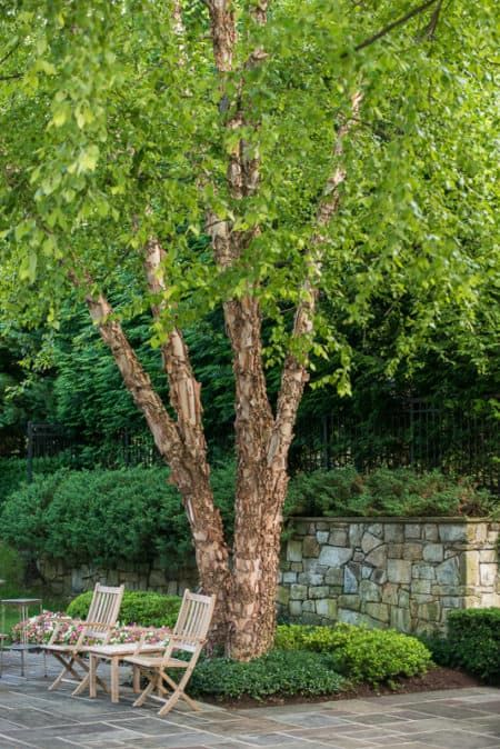 Heritage River Birch Tree, River Birch Trees Landscape Front Yards, River Birch Landscaping, Birch Tree Landscaping, River Birch Trees Landscape, Modern Farmhouse Landscaping, Backyard Patio Landscaping, Budget Backyard Patio, Free Trees