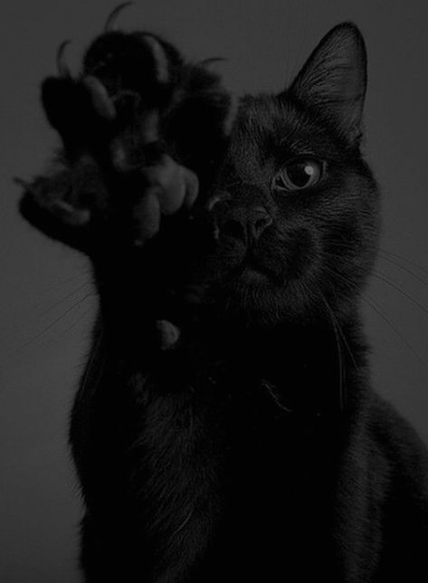 Cats Pics, Alex J, Black Cat Aesthetic, Cat Dark, Beautiful Cats Pictures, Cat Pee, Striped Cat, Silly Cats Pictures, Black Kitten