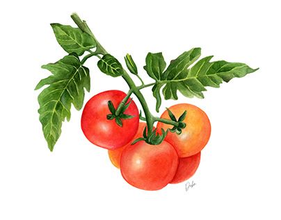 Watercolor Tomatoes, Tomato Drawing, Vegetable Painting, Tomato Vine, Fruit Still Life, Fruits Drawing, Fruit Displays, Watercolor Fruit, New Fruit