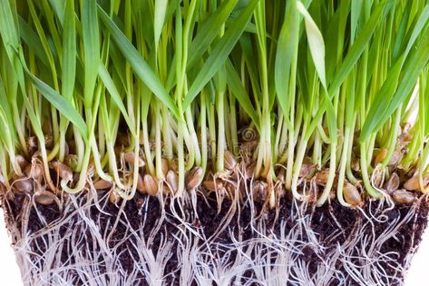 Wheat sprouts. Growing wheat sprouts with roots , #AD, #sprouts, #Wheat, #Growing, #roots, #wheat #ad Fibrous Root, Sprouts Growing, Wheat Plant, Growing Wheat, Farm Nursery, Growing Seeds, Instagram Frame, Plant Roots, Plant Growth