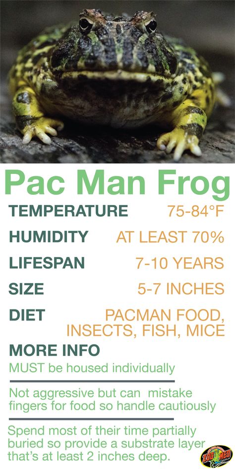 Pac Man Frog Care Sheet. Learn the basics of Pac Man Frog habitat setup and care needs before bringing home your new pet. Pac Man Frog Enclosure, Gecko House, Pac Man Frog, Iguana Pet, Animal Farming, Frog Habitat, Frog Terrarium, Frog Tank, Pacman Frog