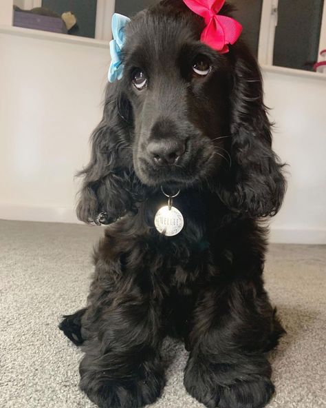 Black Cocker Spaniel Puppy, Black Cocker Spaniel Puppies, Cocker Spaniel Puppies Black, Cute Black Cocker Spaniel, Black And White Cocker Spaniel Puppy, Black Show Cocker Spaniel, Dog Fails, Cocker Spaniel Black And Tan, Black Cocker Spaniel