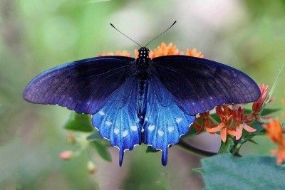 Ten of the Worlds Rarest Species of Butterflies and Where to Find Them Swallowtail Butterfly Meaning, Pipevine Swallowtail, Butterfly Meaning, Types Of Butterflies, Butterfly Species, Rare Species, Swallowtail Butterfly, Beautiful Bugs, Black Butterfly