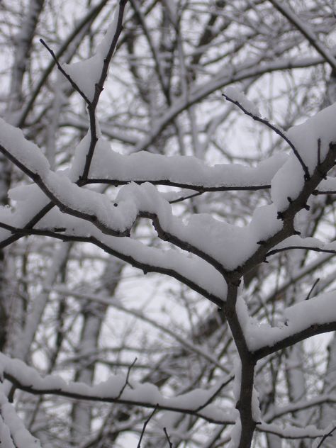 I love snow!!!! Art Final, I Love Snow, Relaxing Outdoors, Snow Tree, Snowy Trees, Hiding Places, Beautiful Lines, Outdoor Art, Winter Landscape