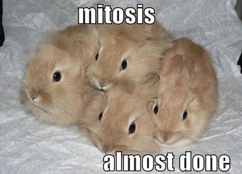 Mitosis Almost Done Biology Jokes, Baby Rabbits, The Meta Picture, Funny Hamsters, Funny Bunnies, Animal Facts, Silly Animals, Baby Bunnies, Salamanca