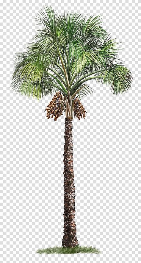 Dior Interior, Tree Transparent Background, Palm Trees Illustration, Cap Reference, Potted Palm Trees, Palm Tree Illustration, Palm Tree Svg, Palm Tree Artwork, Palm Tree Background