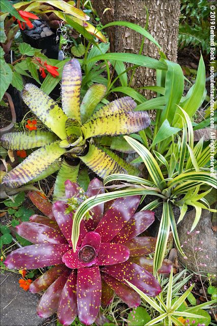 Neoregelia Bromeliads, Bromeliads Garden, Bromeliads Landscaping, Succulent Garden Landscape, Florida Garden, Florida Plants, Small Yard Landscaping, Tropical Garden Design, Jungle Gardens