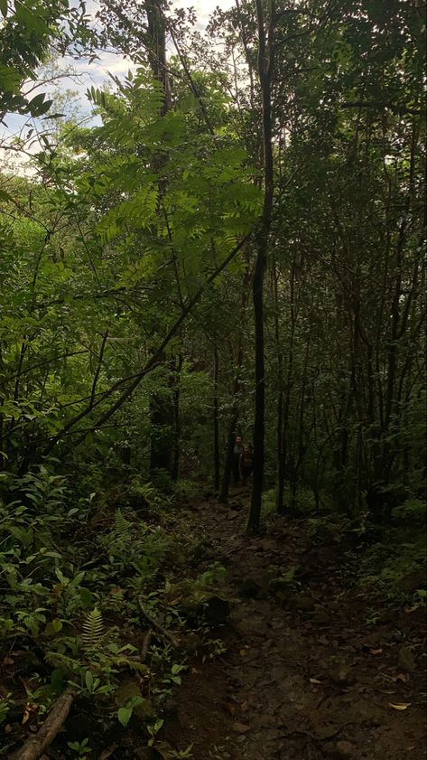 rainforest in hawaii Tropical Rainforest Aesthetic, Rainforest Aesthetic, Hawaii Forest, Hawaii Hike, Forest Aesthetic, Random Aesthetics, Knysna, Aesthetic Nature, Tropical Rainforest